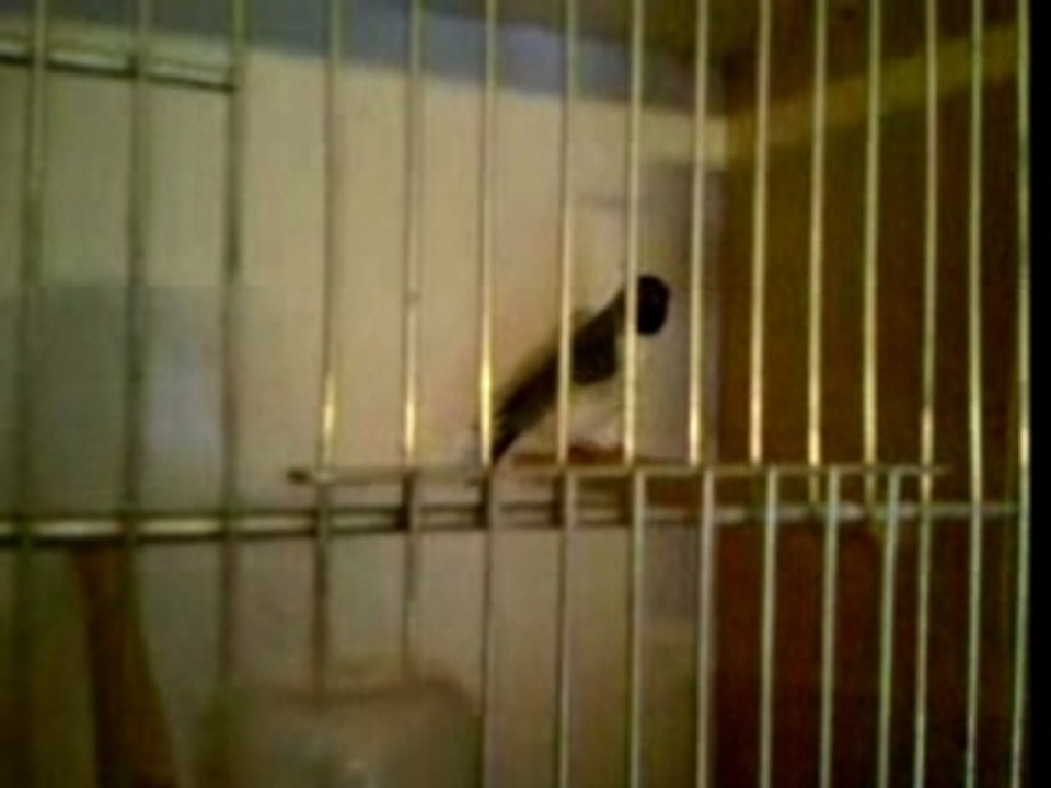 video-0001