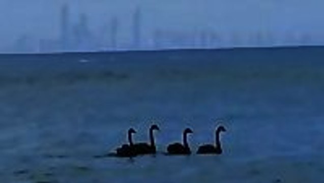 Gnarly swans going for a surf in Australia