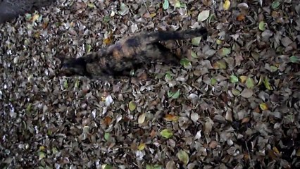 Gimella - Una Gata Camaleón