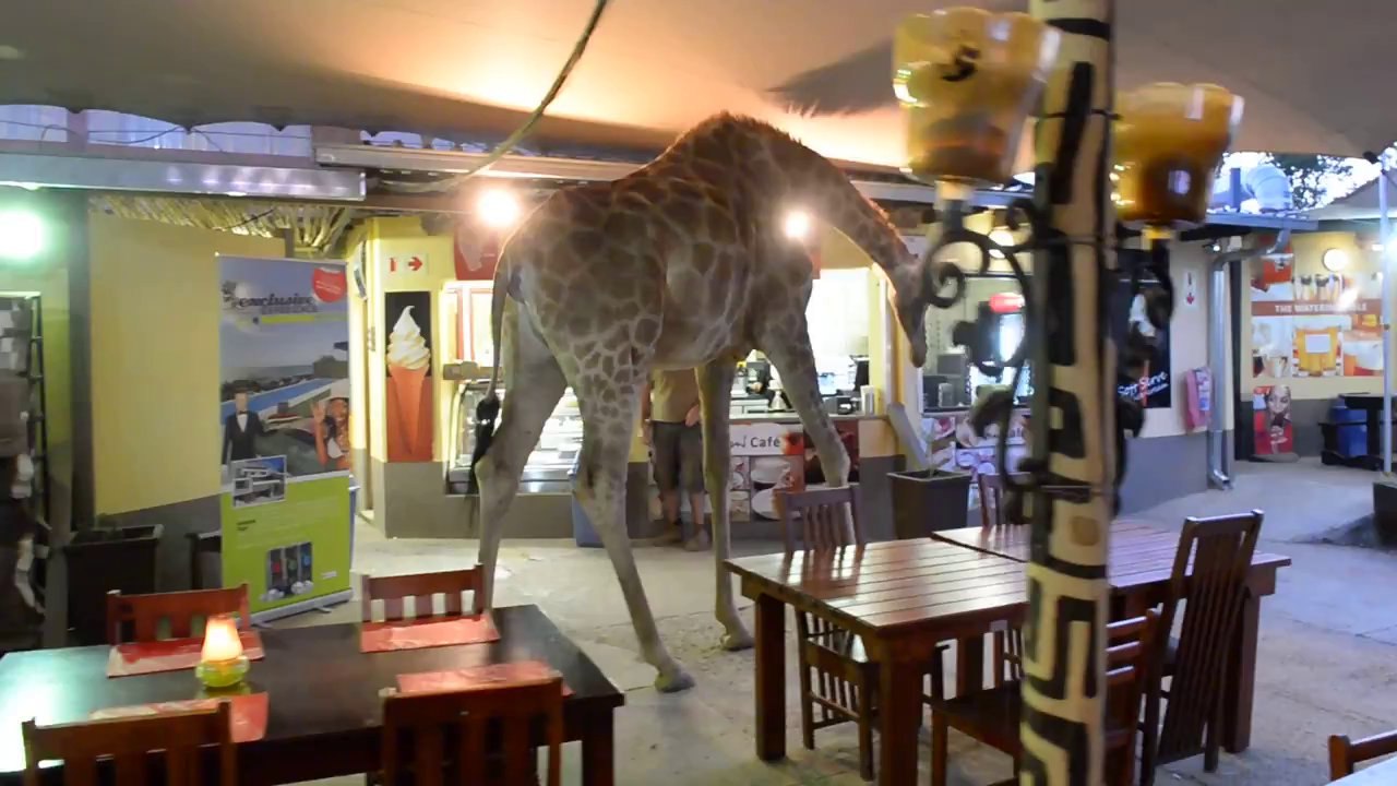 ▶ Perdy walking across the restaurant - YouTube [720p]