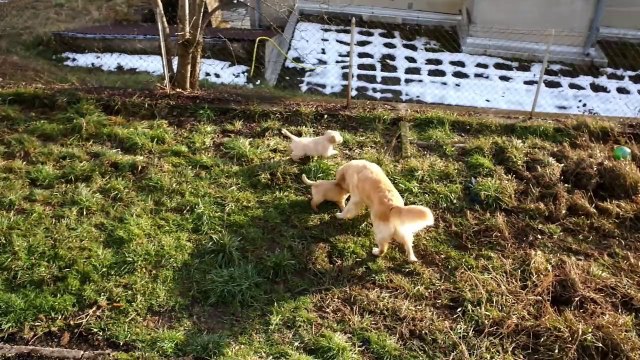 Les bébés golden retriever de Fidji à 6 semaines