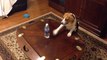 Dog Vs Water Bottles. Hilarious puppy!