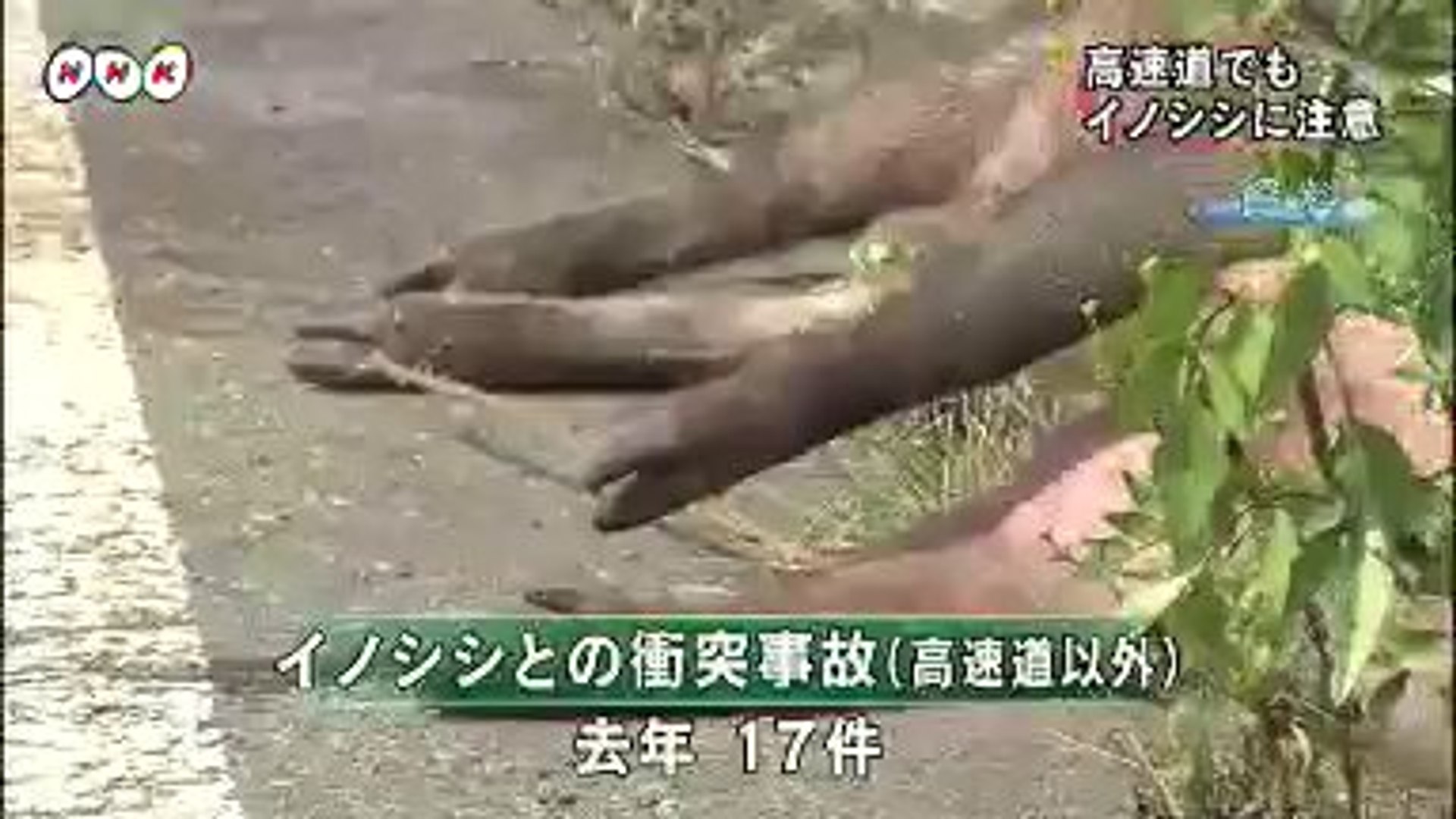 1403高速道路でもイノシシに注意 福島 動画 Dailymotion