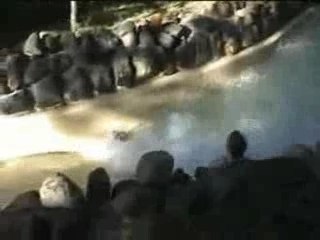 centers parcs en musique!!!!!!!!