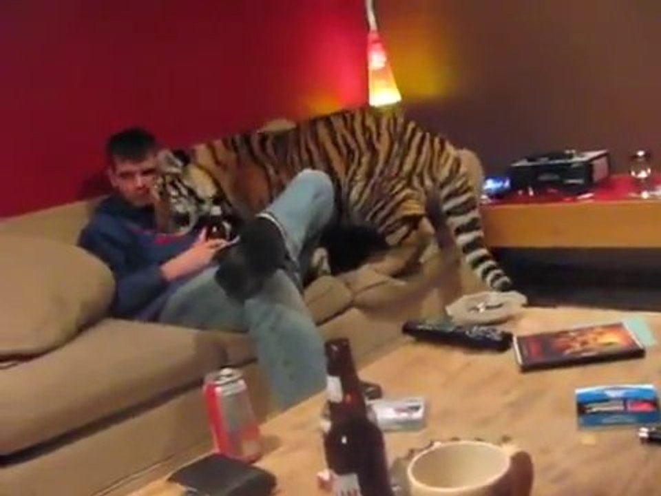 Tiger Cuddles On The Couch With Zoo Worker