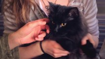 Cat Stars In Adorable University Of Lethbridge Commercial