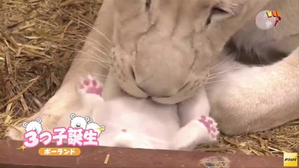 20140205　生まれたばかりのホワイトライオンの3つ子が話題に ポーランド
