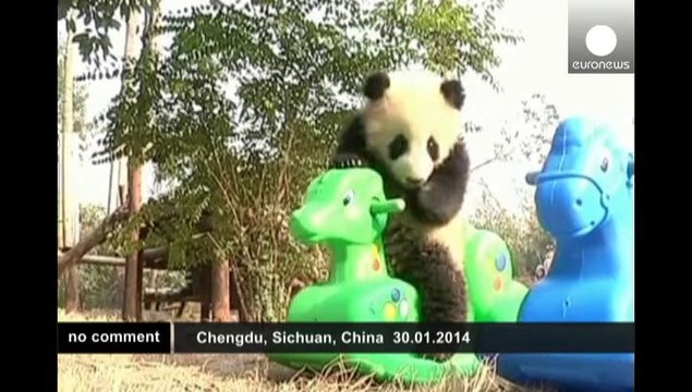 Giant panda cubs become stars in China