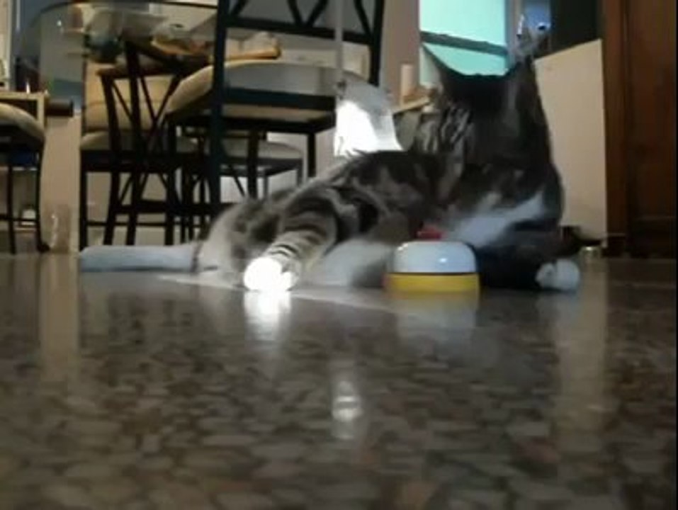 Guardate questo gatto come chiede il cibo. Incredibile