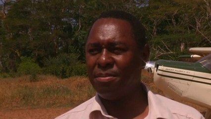 Kenya carries out census of elephants