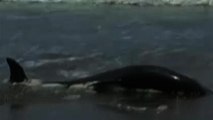 Hundreds of dolphins washed up on Peru coast