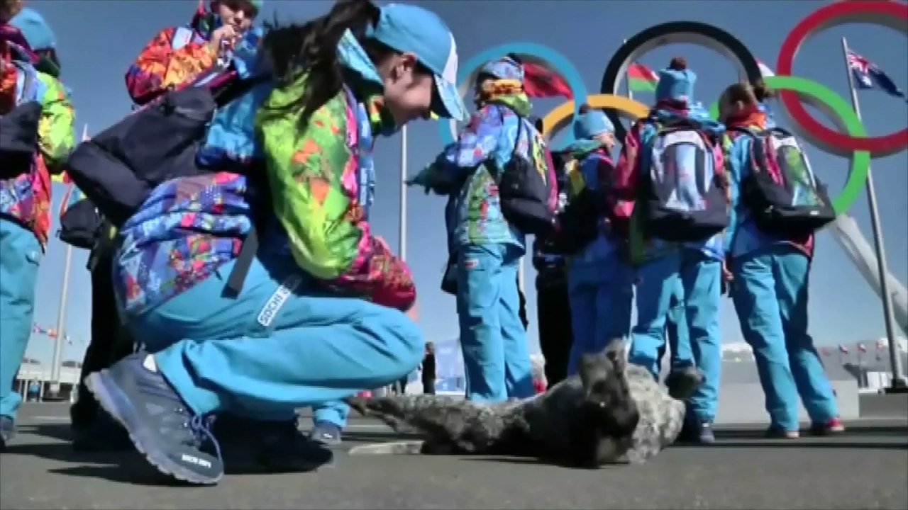 Les chiens de Sotchi menacés pour cause de JO