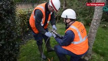 Larmor-Baden (56). Les techniciens d'ERDF en action