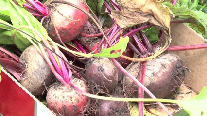 Les jardins - Diffusion du savoir à Versailles
