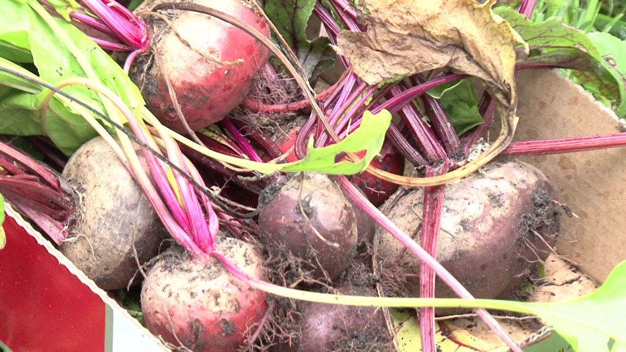 Les jardins - Diffusion du savoir à Versailles