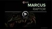 Marcus - Raptor (Official Video Teaser)
