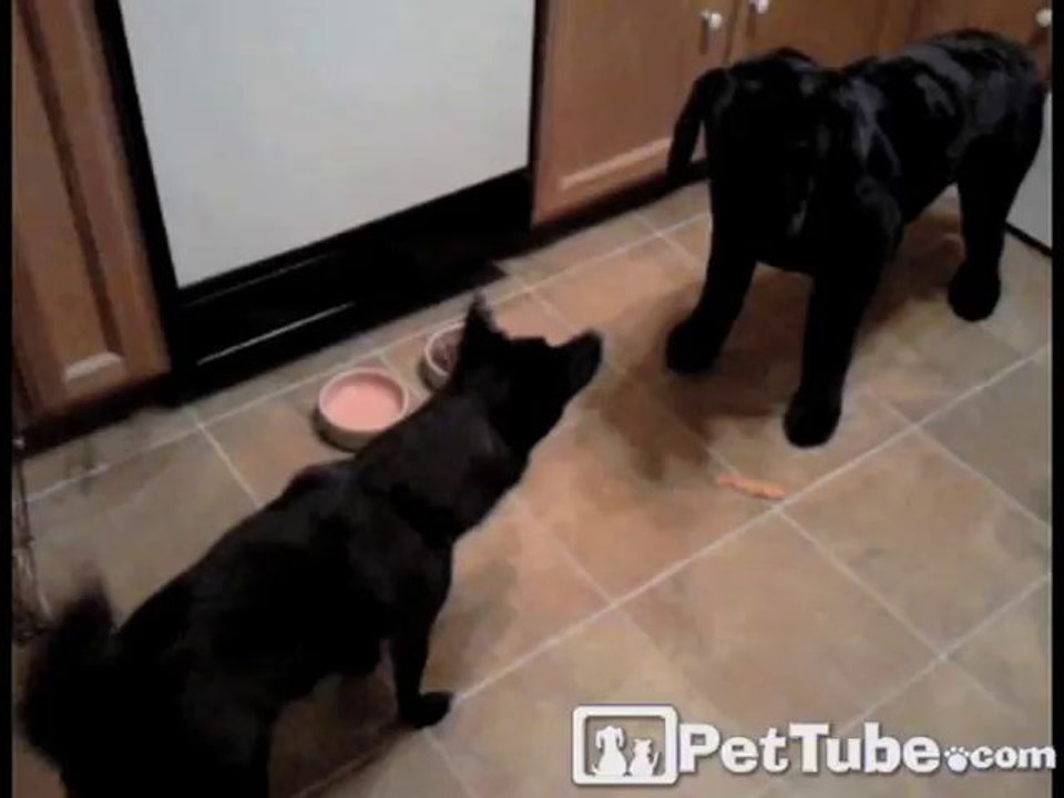 Puppy vs. the Cookie Monster Dog
