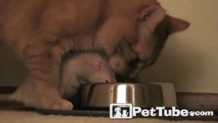 Cat and Rat Share a Meal