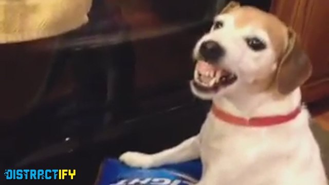 Animals Sure Can Be Assholes