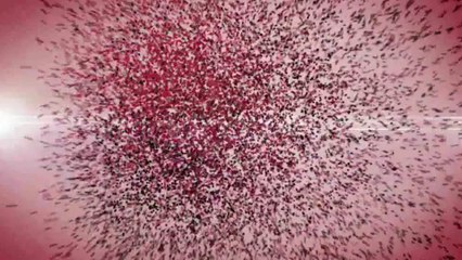 Calm Logo Reveal (No Plug-ins) - After Effects Template