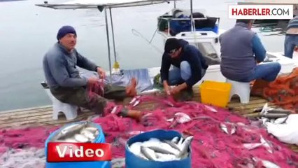 Özel Haber)- Ünlülerin Plajı Balıkçılara ve Martılara Kaldı