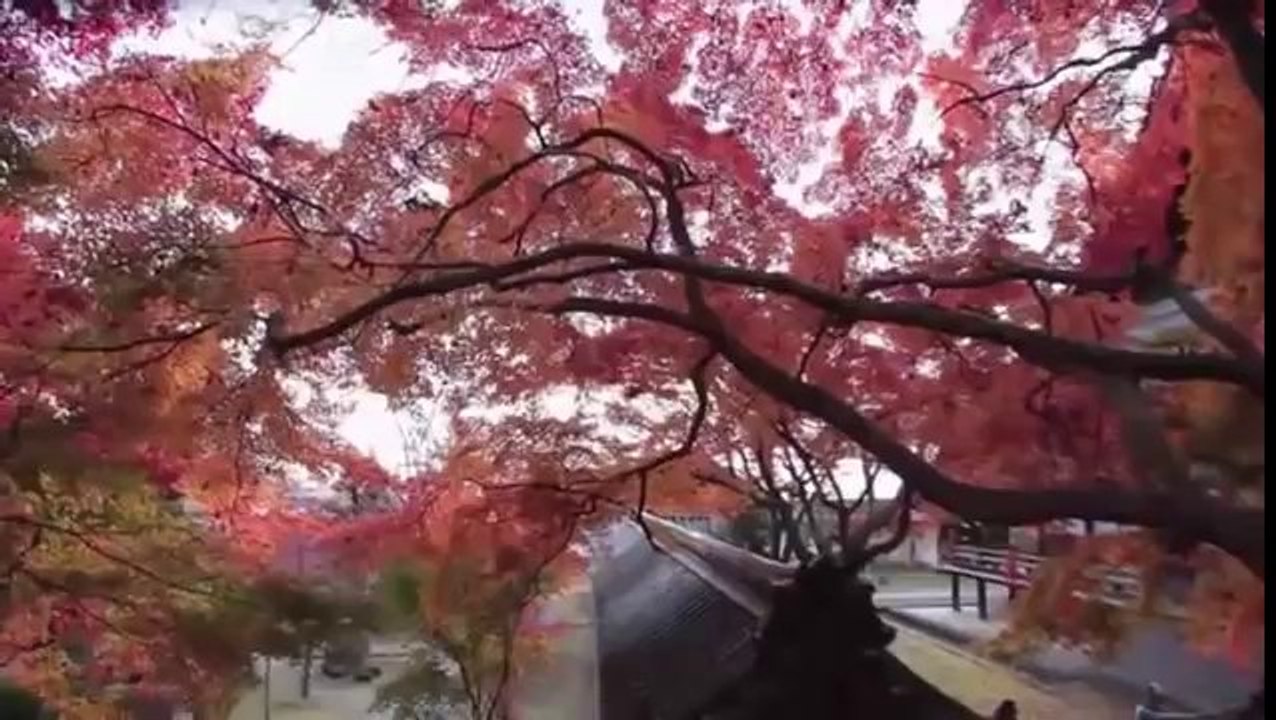 Reportage sur les Samouraïs ARTE (French -2014)