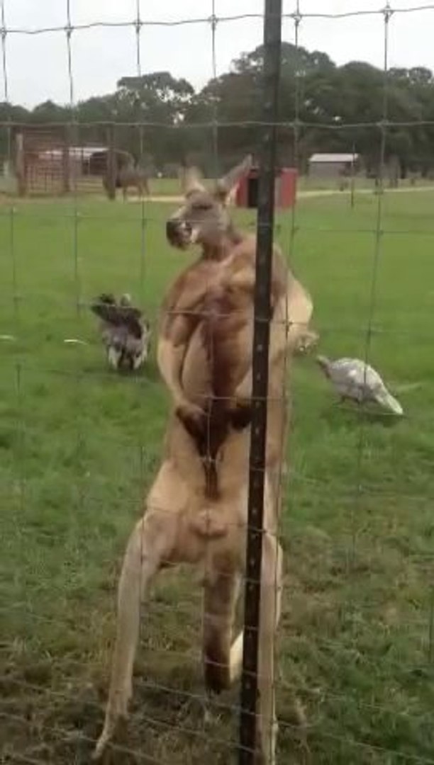 Kangaroo on steroids So funny animal