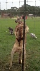 Kangaroo on steroids - So funny animal!
