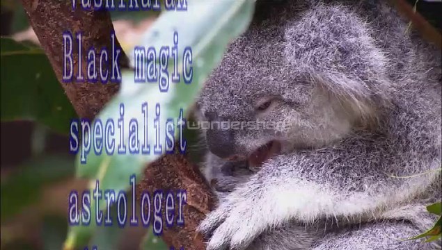 Love vashikaran specialist astrologer baba in punjab jalandhar +91-9878093573