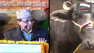 UP Minister's Buffaloes more famous than Queen Victoria: