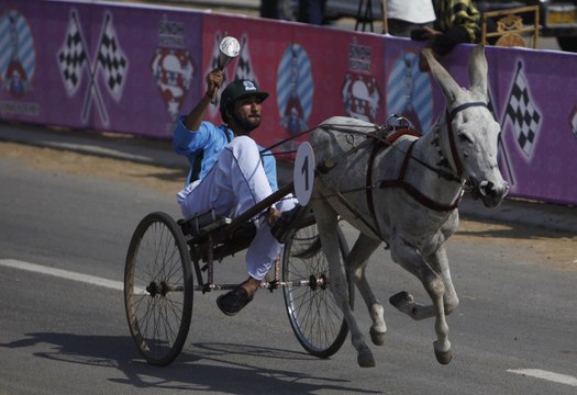 Pakistan : courses d'ânes déjantées dans les rues de Karachi