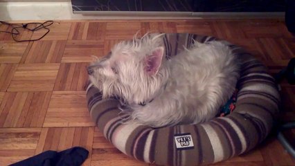 Sample video taken on the Motorola Xoom