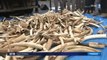 Trois tonnes d'ivoire illégal détruites en France