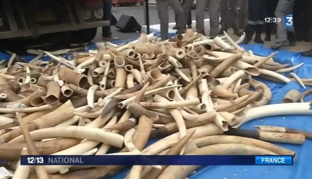 Trois tonnes d'ivoire illégal détruites en France
