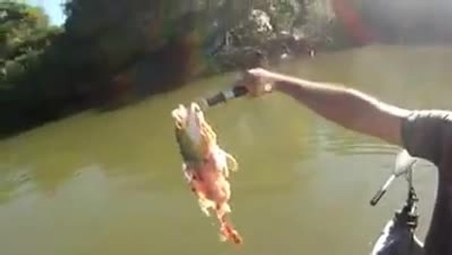 Des piranhas attaquent un poisson