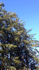 Clear blue sky's, no chem trails