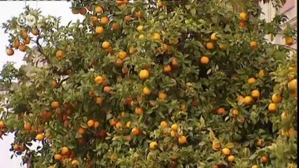 وجبة إسبانية شهية منتشرة عالميا | يوروماكس