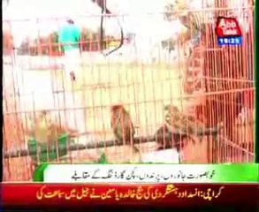 Hafizabad youth festival