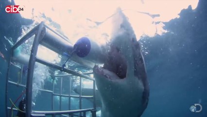 What's up world - Deadliest Creatures