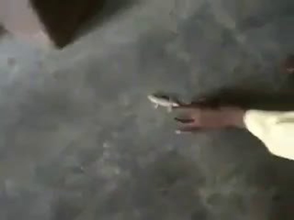 A man in india is eating lizard alive video Dailymotion