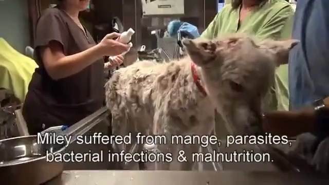 Quando tutto sembrava perduto, un angelo ha salvato questo cane