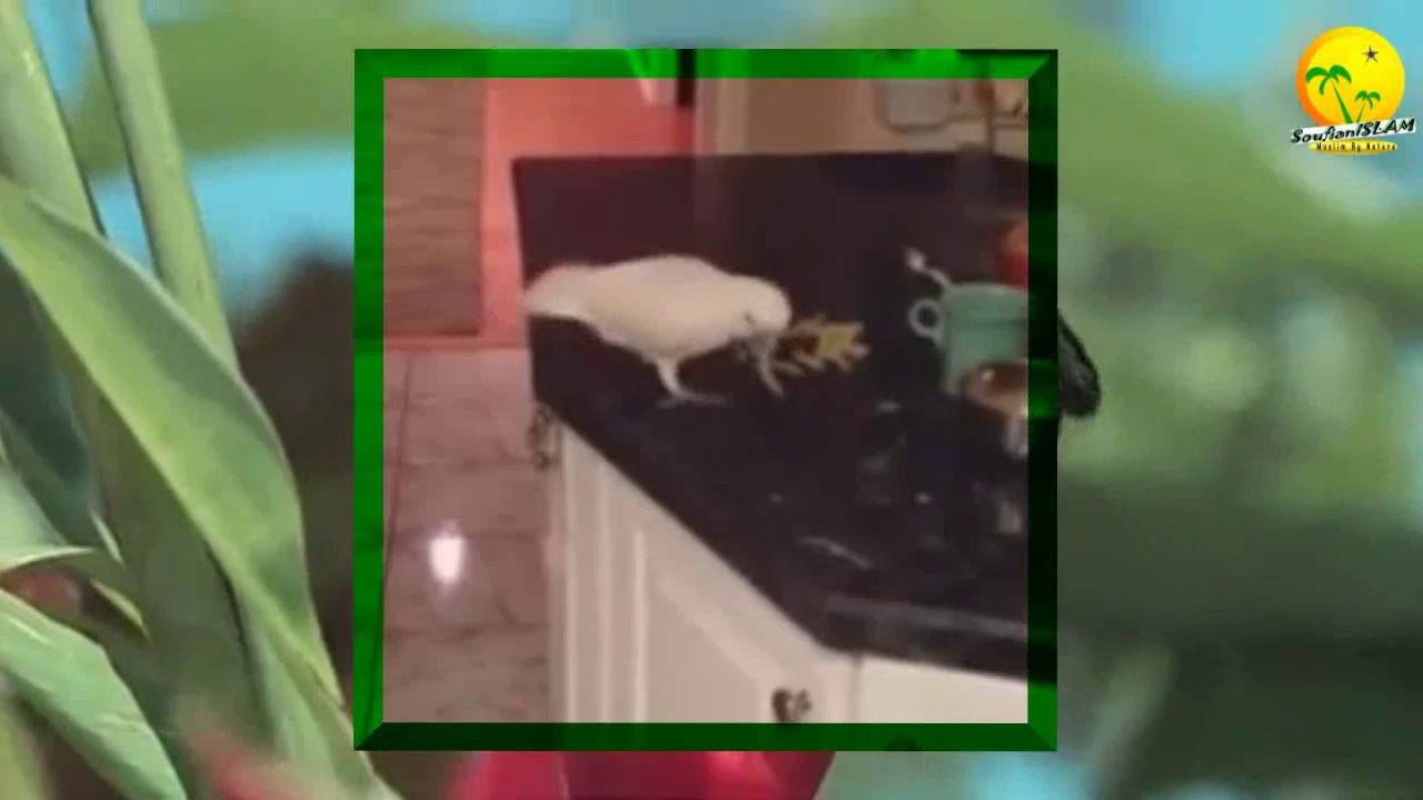 Perroquet donne à manger à un chien._.Subhan Allah._ سبحان الله. _ طائر الببغاء يطعم كلب
