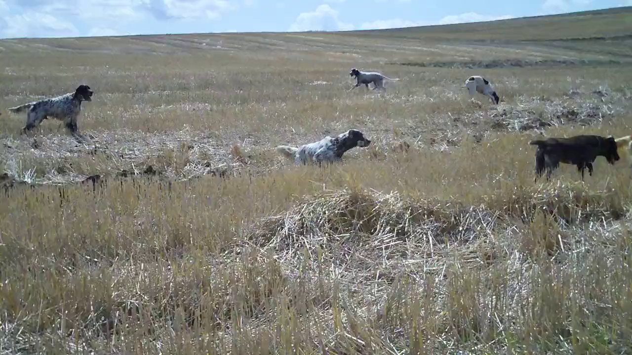 SETTER FERMA ve PATRONE