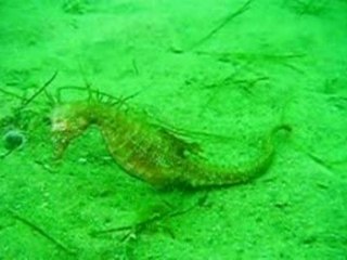 Hippocampes Arcachon