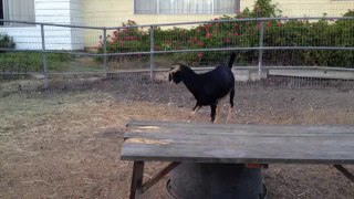 Goat Loves Playing With Yoga Ball