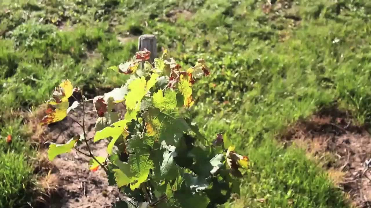 Gärung teaser 5 (jetzt auf dvd)