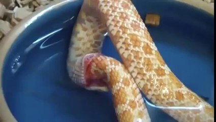 Suicidal Snakes Eats Itself