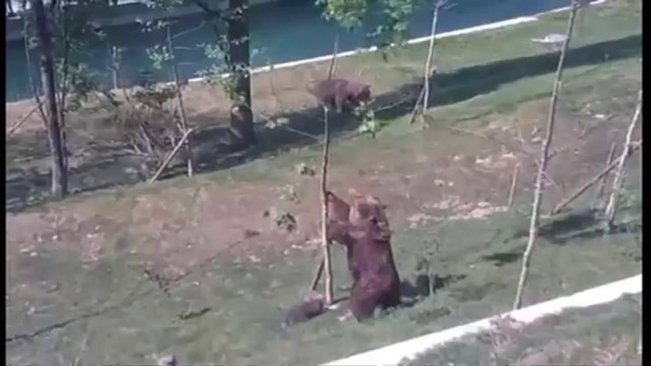 Mama bear wrestles tree to rescue cub