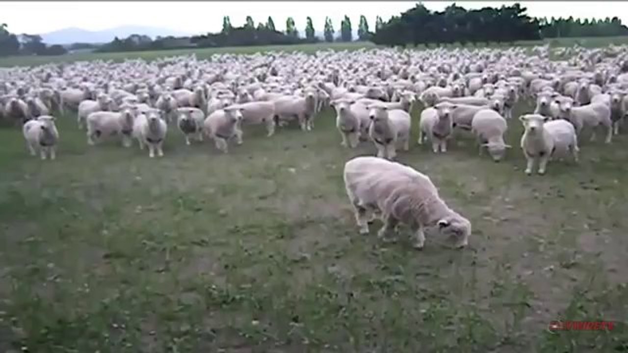 Sheep Protest_ - FREAKING HILARIOUS__