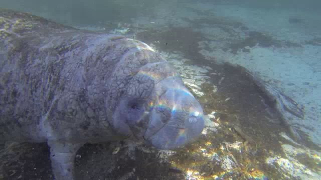 Les lamantins de Crystal River (Floride)
